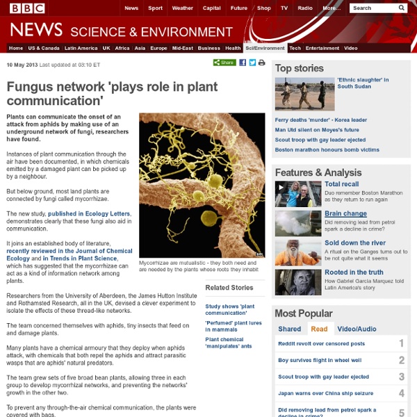 Fungus network 'plays role in plant communication'