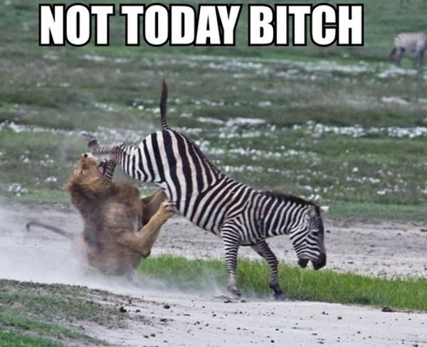 Funny-zebra-lion-kick-not-today.jpg (JPEG Image, 500x407 pixels)
