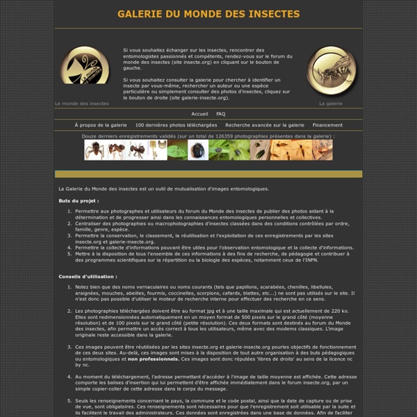 Galerie du Monde des insectes-Mozilla Firefox
