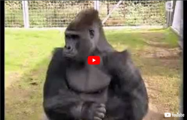Le gorille Michael exprime sa souffrance