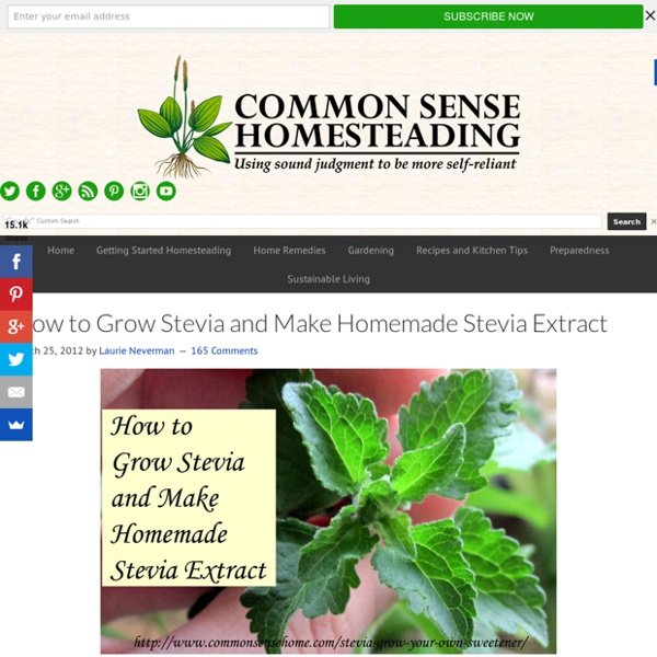 How to Grow Stevia and Make Homemade Stevia Extract