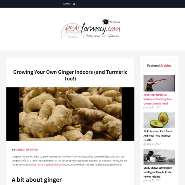 Growing Your Own Ginger Indoors (and Turmeric Too!) – REALfarmacy.com