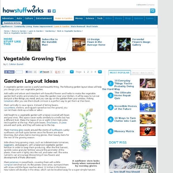 Garden Layout Ideas"