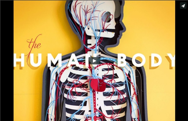The Human Body (stop-motion!)