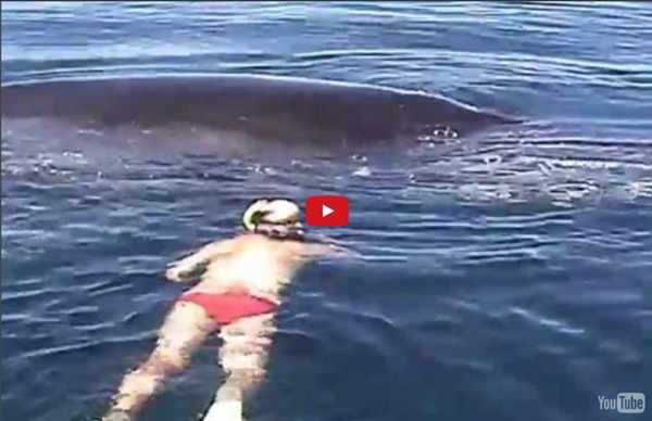 Humpback Whale Shows AMAZING Appreciation After Being Freed From Nets
