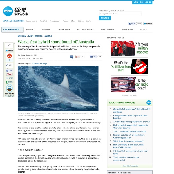 World-first hybrid shark found off Australia