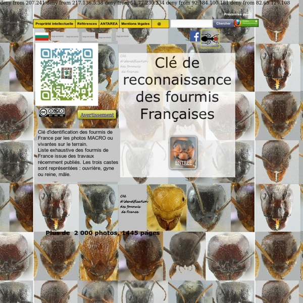Clé d'identification des fourmis de France