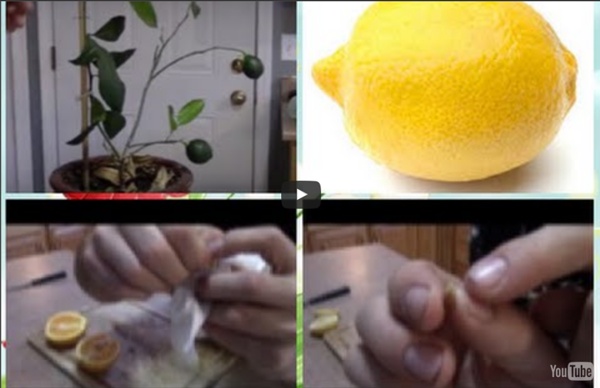HOW TO GROW A LEMON TREE FROM SEED! WORKS EVERY TIME !