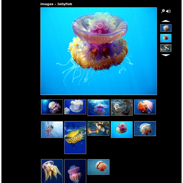 Jellyfish Photos