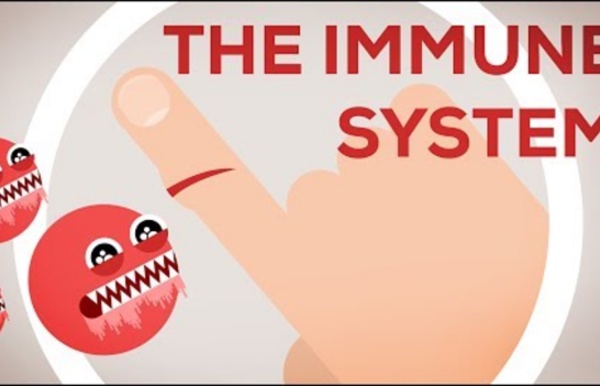 Why You Are Still Alive - The Immune System Explained