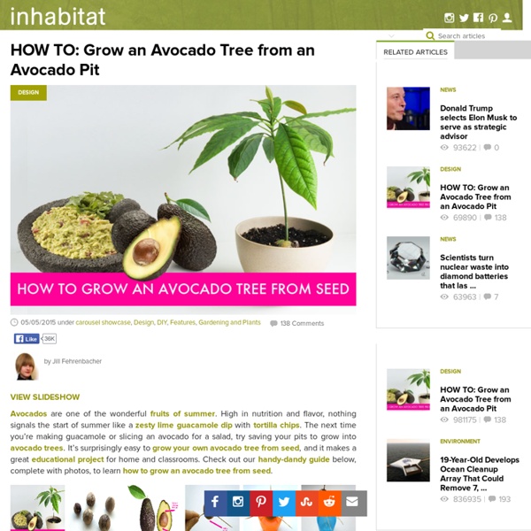 HOW TO: Grow an Avocado Tree from Seed