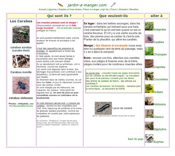 Insectes utiles au jardin bio : les carabes, carabus, dévoreurs de limaces