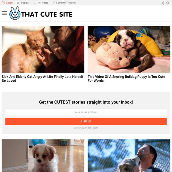 That Cute Site - Videos & Pictures of Cats and Dogs