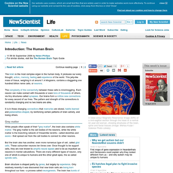 Instant Expert: The Human Brain - life - 04 September 2006 - New
