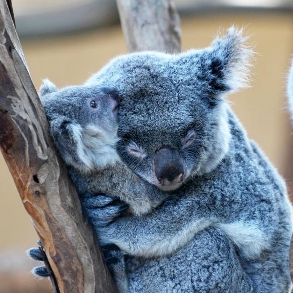 Koalas.jpg from animals-photos.net