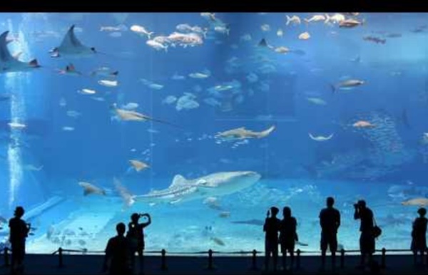 Kuroshio Sea - 2nd largest aquarium tank in the world - (song is Please dont... - StumbleUpon