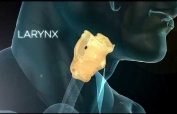 LE LARYNX - Son rôle dans la phonation