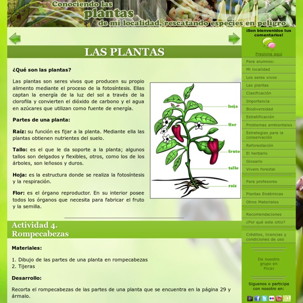 LAS PLANTAS