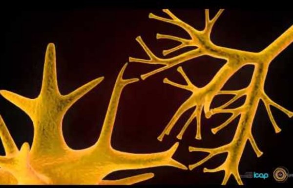 Neuro-anatomie : le neurone et libération des neurotransmetteurs