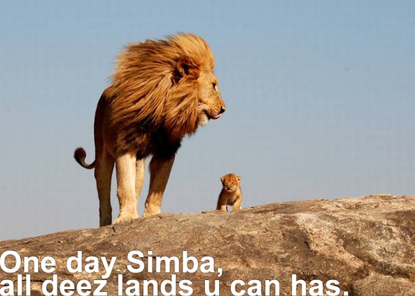 Lion-king-simba-can-has-lands.jpg (JPEG Image, 640x457 pixels)