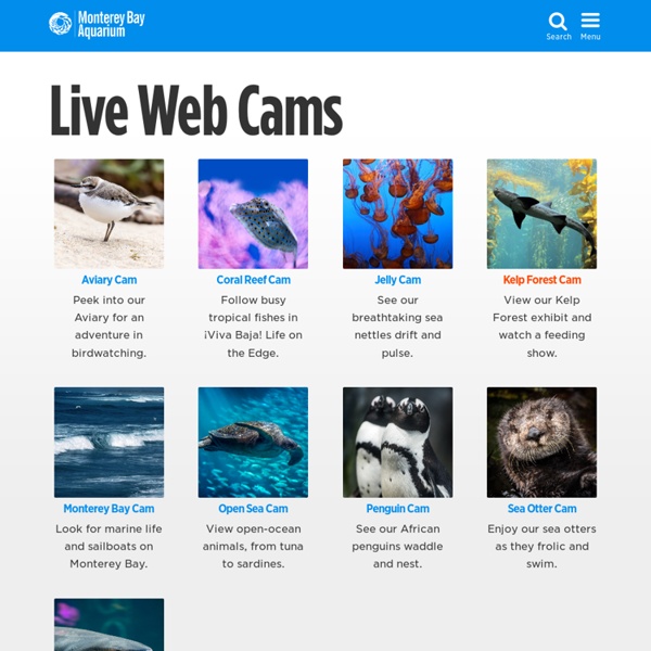 Live Web Cams at the Monterey Bay Aquarium