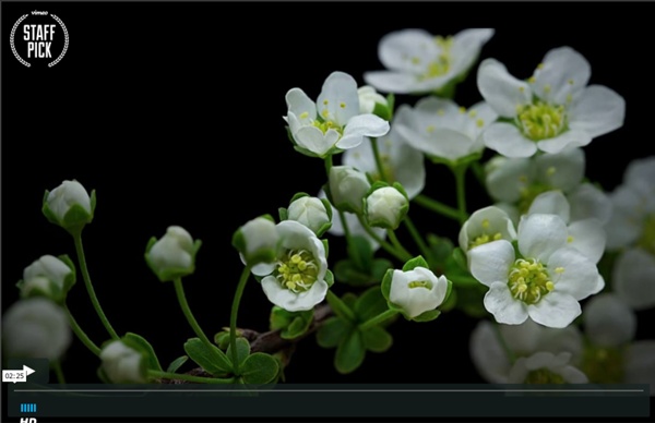 Macro Timelapse от Daniel Csobot on Vimeo