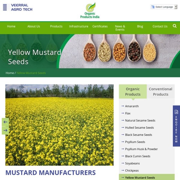 Yellow Mustard Seeds Suppliers & Exporters