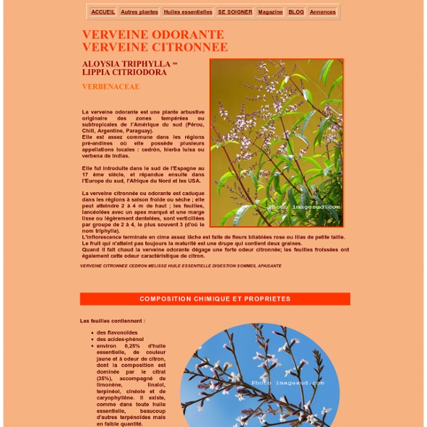 Plante medicinale :la verveine odorante ou verveine citronnée, Aloysia triphylla, lippia citriodora