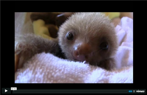 Meet the sloths