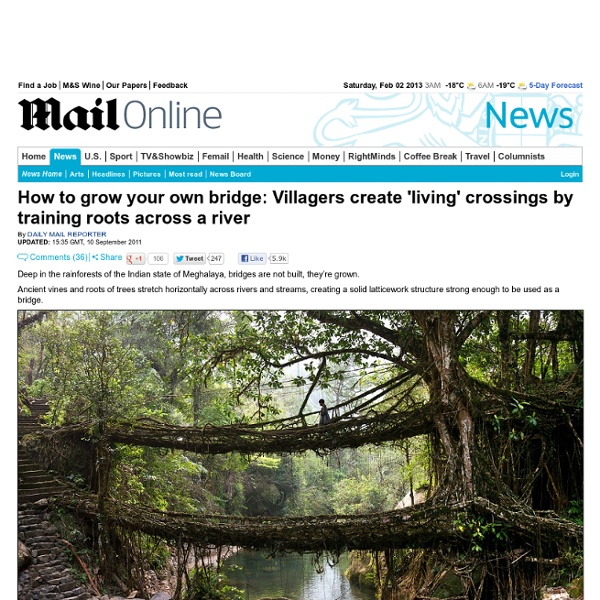 Bridges that GROW themselves out of tropical roots and vines crossing rivers