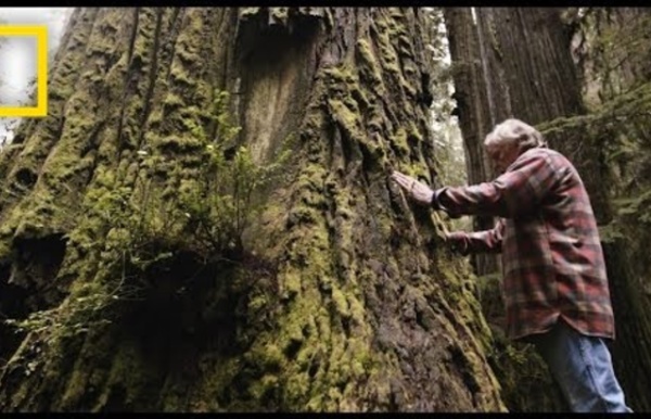 One Man’s Mission to Revive the Last Redwood Forests