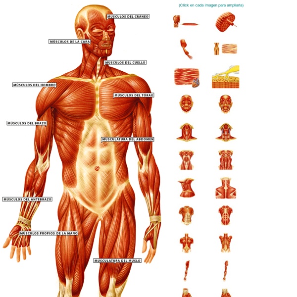 Los músculos del cuerpo humano en imágenes