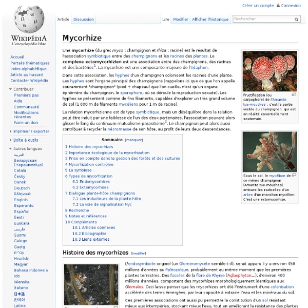 Mycorhize