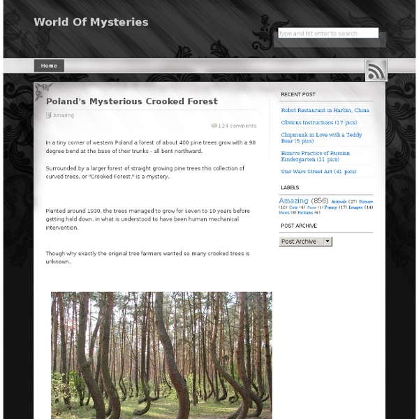 Poland's Mysterious Crooked Forest