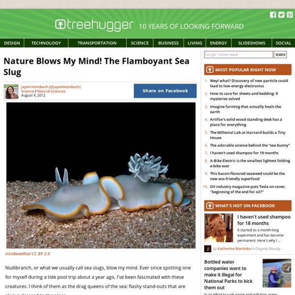 Nudibranchs - The Flamboyant Sea Slug