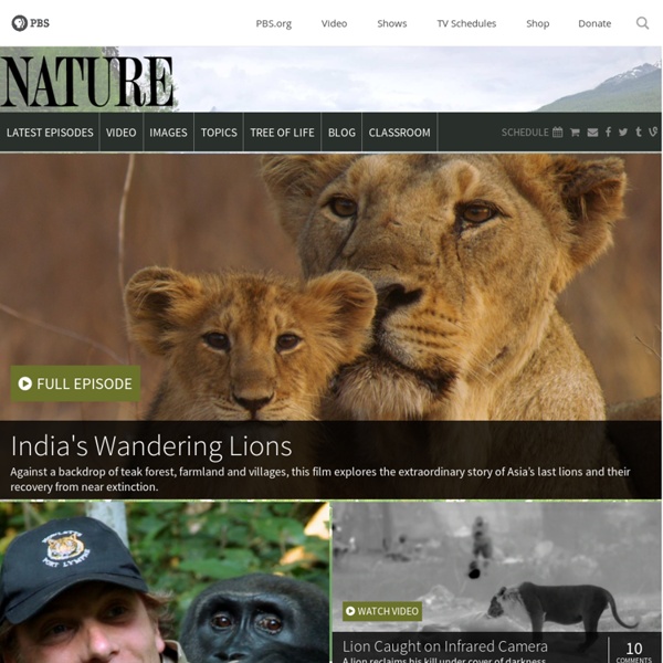 Watch award-winning wildlife documentaries