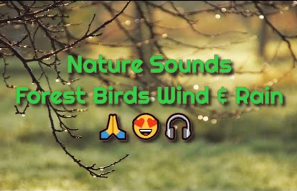 Nature Sounds Forest Birds Wind & Rain □□□ - M & L The Mind & Soul