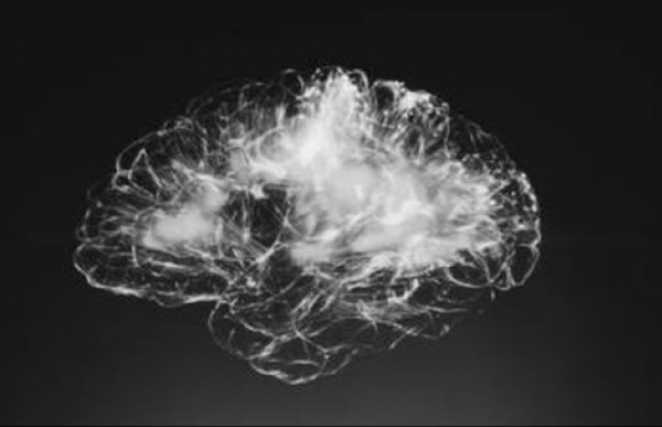 Neurosciences : les méandres du cerveau