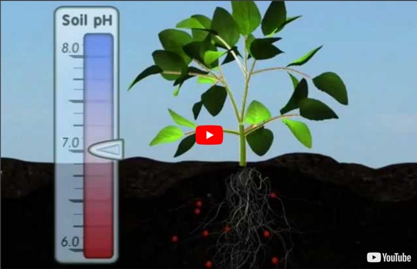 Plant Nutrition: Mineral Absorption (Part One)