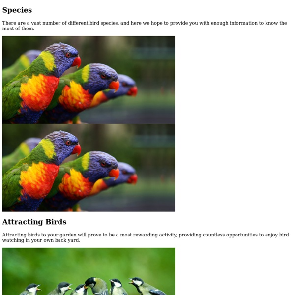 Birds.com: Online Birds Guide with Facts, Articles, Videos, and