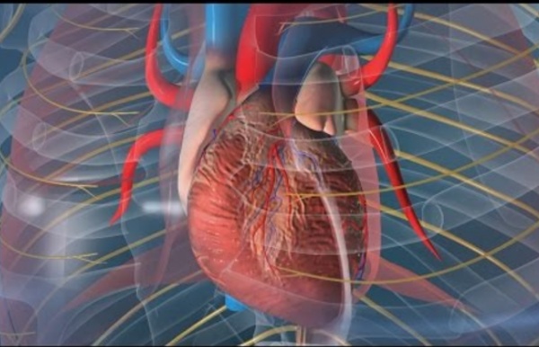 Au coeur des organes : Le rythme cardiaque