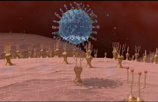 L'immunité adaptative