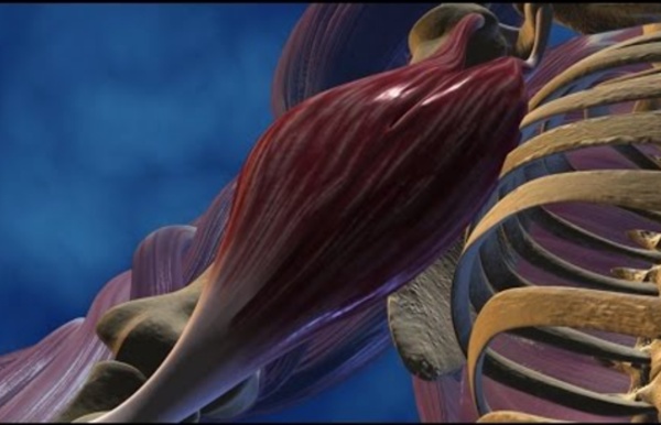 Au coeur des organes : Le muscle, moteur du mouvement