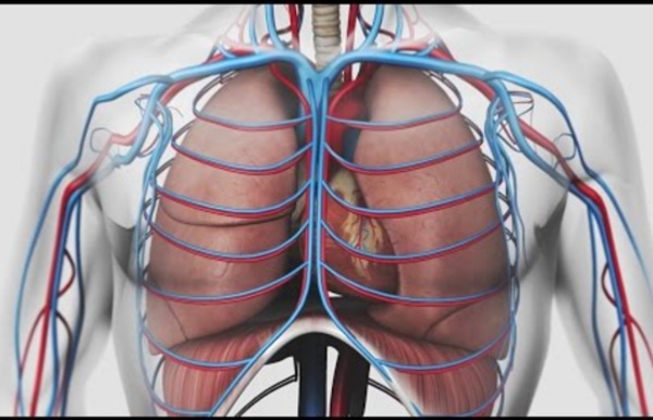Au coeur des organes : La respiration