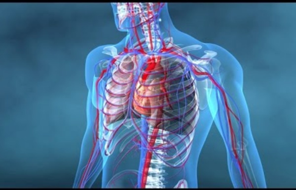 Au coeur des organes : Coeur et vaisseaux