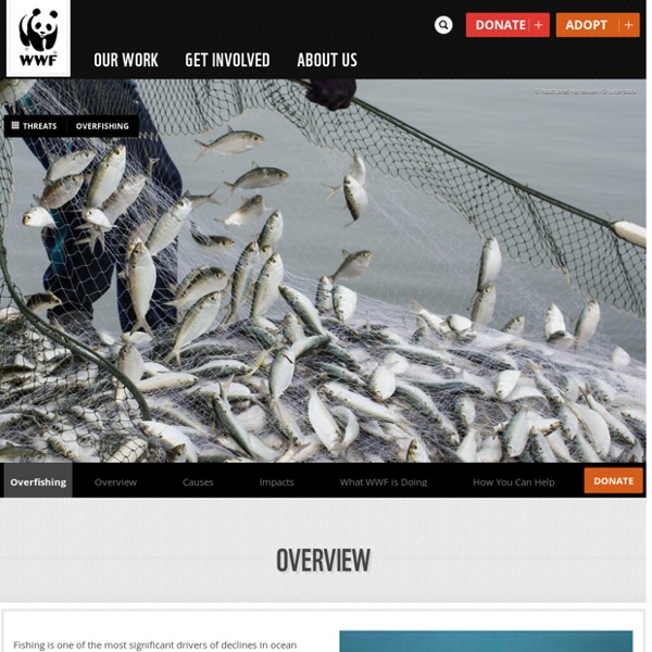 What is Overfishing? Facts, Effects and Overfishing Solutions