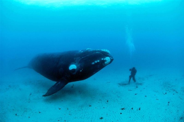 This_photograph_of_a_curious_southern_right_whale__2098260697.JPG (800×531)