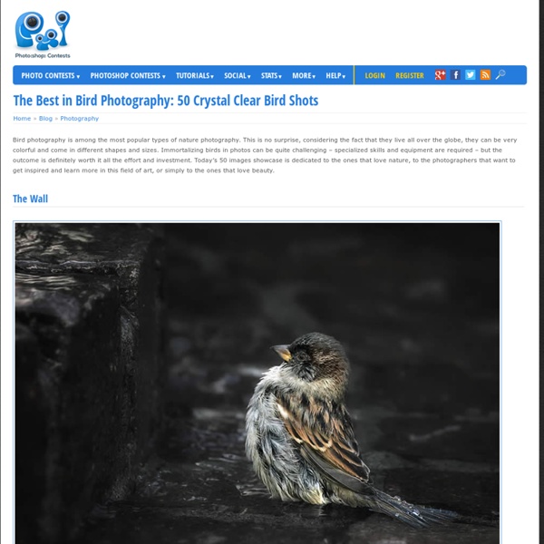 The Best in Bird Photography: 50 Crystal Clear Bird Shots