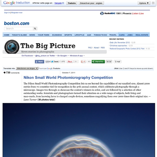 Nikon Small World Photomicrography Competition