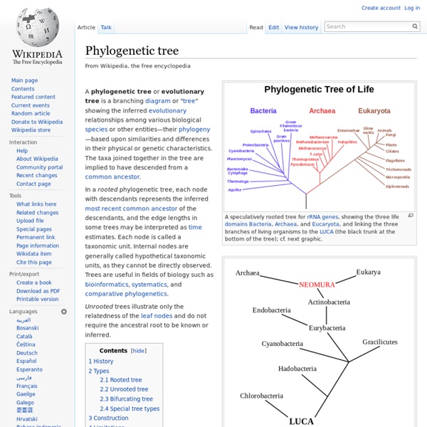 Phylogenetic tree